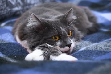 A calm cat is lying on a blanket. Norwegian forest species