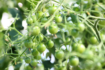 tomato on branch crop