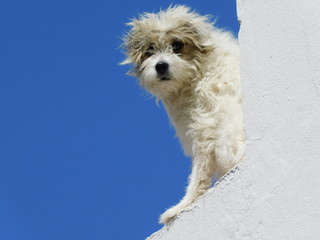 Ein Hund hat sich auf einer sonnigen Hausmauer niedergelassen und somit stets den nötigen...