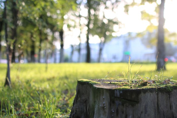 park leaf sun