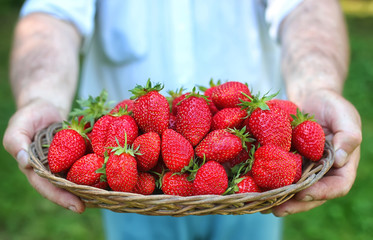 strawberries in his outstretched hand