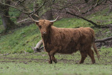 Vache Highland. 