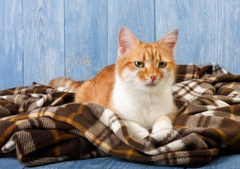 Obraz na płótnie Canvas Ginger cat sitting on plaid blanket