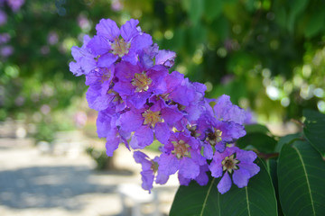 Purple orchid flower with green in background