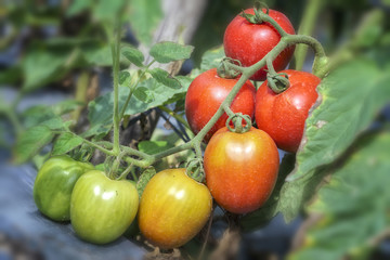 Many tomatoes growing on the fence in a green house