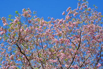 Pink flowers Tabebuia rosea blossom in  the park