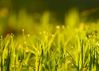 Fresh grass in drops of dew in the morning gentle sunlight on the meadow.

