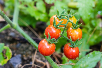 red tomatoes ripening on the branch