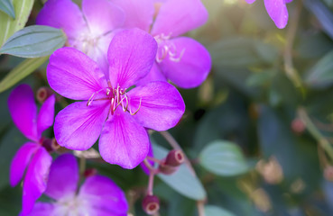 Naklejka na ściany i meble Common Melastoma flower beautiful purple springtime