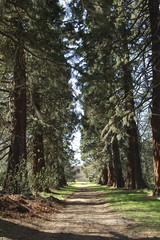 avenue of redwoods