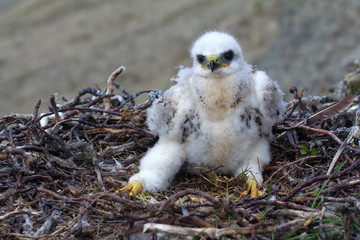 Naklejka premium rough-legged Buzzard chick in nest on cliff on tundra river