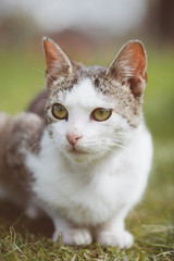 Adorable young cat in garden