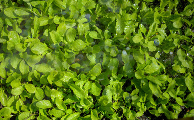 green background, the fresh growing vegetables, greens during watering.