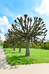 Alley with pollarded/pruned trees in springtime ornamental garden