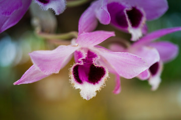 Orchid Flowers Blooming / Beautiful Of Orchid Flowers Blooming In The Garden.