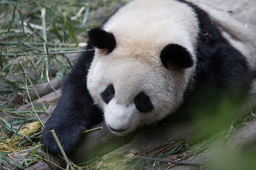 Obraz premium lovely giant panda in zoo