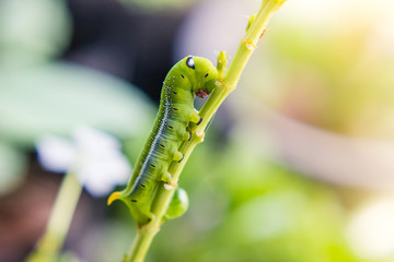 caterpillar worm on branch in the garden