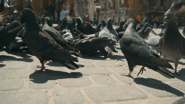 Day suny shot of city doves seeding by children on the town square, 100FPS slowmotion