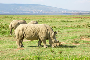 Obraz premium Pack of white rhino