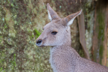 Känguru 