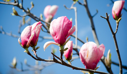 Magnolia tree blossom. Closeup view of purple pink blooming magnolia. Beautiful spring bloom. Delicate magnolia flowers.