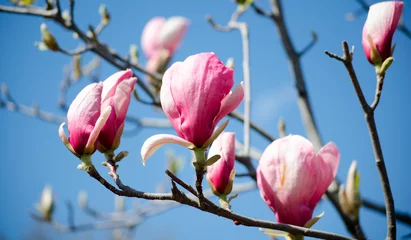 Wall murals Magnolia Magnolia tree blossom. Closeup view of purple pink blooming magnolia. Beautiful spring bloom. Delicate magnolia flowers.