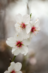 Flor del Almendro