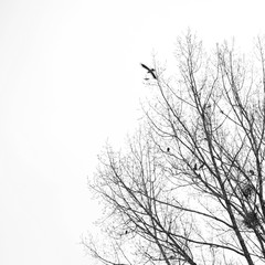 Fototapeta na wymiar Dry tree with birds on a white background 