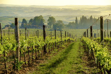 Fototapeta premium Landscape around Montalcino Tuscany