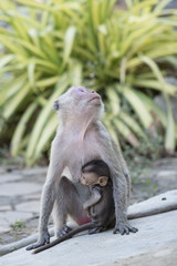 Mother monkey and baby monkey