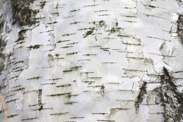 Birch bark with beautiful texture for black and white background