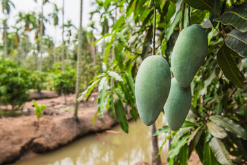Green Mango on the tree in the garden.