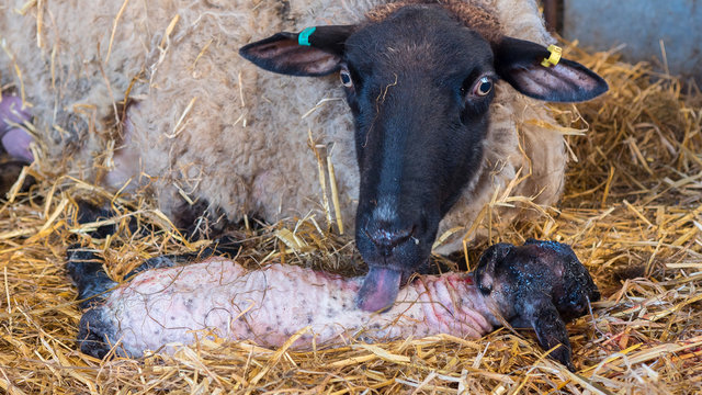 Sheep ewe licks her lamb after giving birth in order to claim it as her own and form the bond a perant has with their offspring.