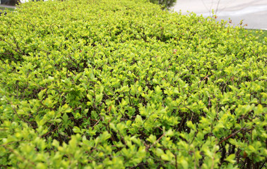 Fototapeta na wymiar Young green leaves, background