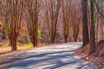 Alley with leopard trees and curved road in Lullwater Park in sunny autumn day, Atlanta, USA.