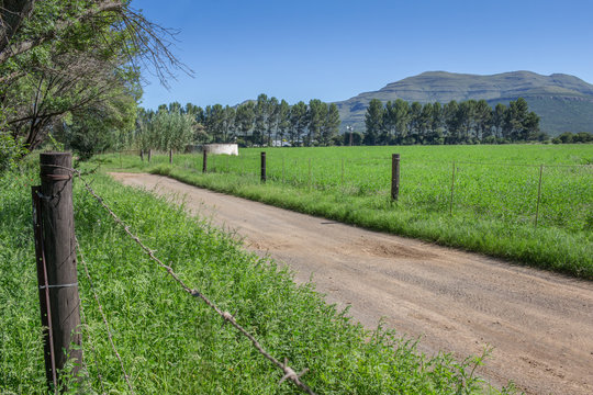 Farm dirt road in between two fence lines, green alfalfa grass fields with pine trees and mountains in background on a bright sunny day