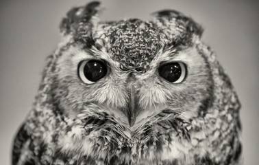 Closeup of a Eurasian Eagle-Owl (Bubo bubo)