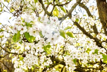 Kirschblüten im Gegenlicht