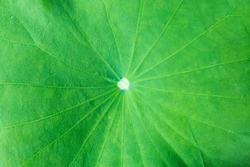 Green Leaf of lily, Pad lily texture