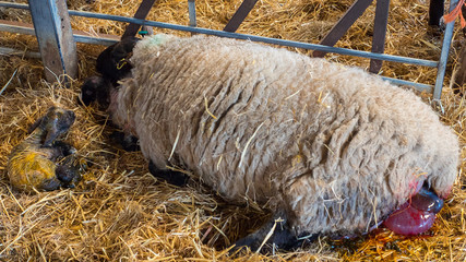 Sheep ewe licks her lamb after giving birth in order to claim it as her own and form the bond a perant has with their offspring. © William