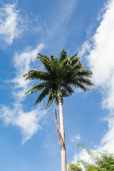 Tall Palm Tree Under Brilliant Sky