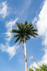 Fototapeta premium Tall Palm Tree Under Brilliant Sky