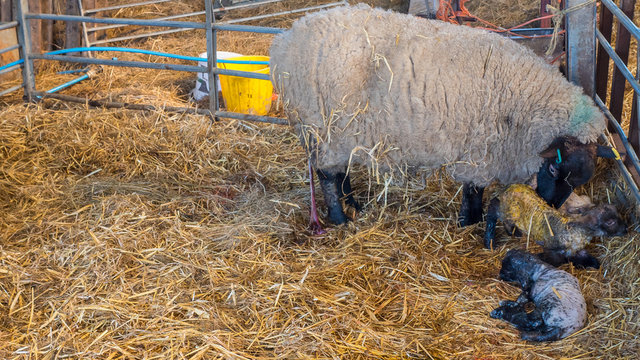 Sheep ewe licks her lamb after giving birth in order to claim it as her own and form the bond a perant has with their offspring.