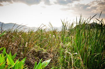 Fototapeta premium Landscape mountain with pond and Closeup of beautiful green sedge on bog in spring or summer