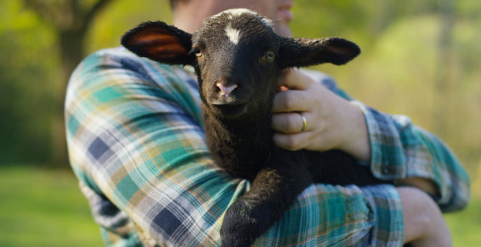 A young farmer, holding a black lamb young cub, has the experience to follow and care for live animals, on the background of nature and a barn, concept: ecology, livestock, bio, farming, macro.