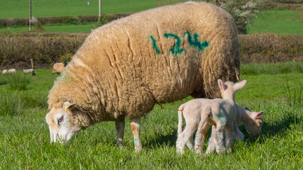 Fototapeta premium lamb suckling sheep on lucious green pasture