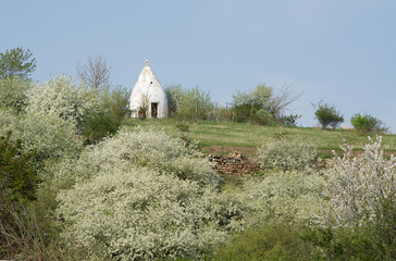 strauchblüte am flonheimer trullo