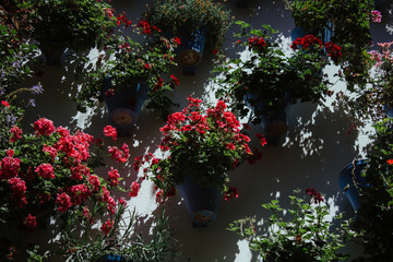 Patios de Córdoba