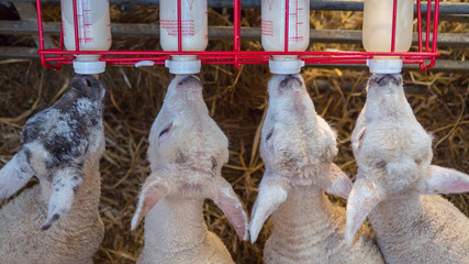 young baby lambs who lost their mothers being bottle fed by feeder