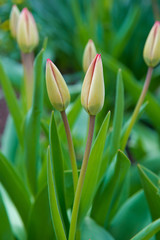 Tulips in bud. Young plants, unopened flowers in the bud. Gardening in the spring. Red tulips in the garden
